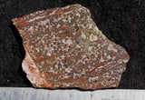 Leopard Skin Jasper Rock Slab 17