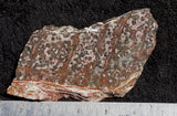 Leopard Skin Jasper Rock Slab 25
