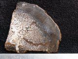 Dinosaur Bone Rock Slab 09
