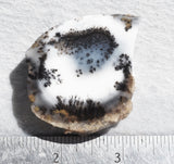 Mexican Dendritic Opal Slab 48