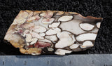 Petrified Peanut Wood Rock slab 1102