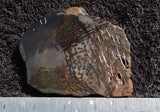 Dinosaur Bone Rock Slab 0201