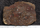 Paleo Osmundo Rock Slab 0402