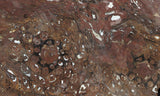 Paleo Osmundo Rock Slab 0701
