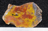 Petrified Wood Rock Slab 30