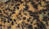 Cheetah Agate Rock Slab 08