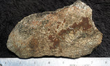 Dinosaur Bone Rock Slab 31