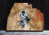 Petrified Wood Rock Slab 35