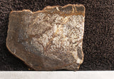 Dinosaur Bone Slab 27