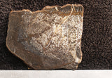 Dinosaur Bone Rock Slab 27