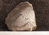 Dinosaur Bone Rock Slab 30