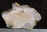 Agatized Fossil Coral Rock Slab 10