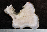 Agatized Fossil Coral Rock Slab 14