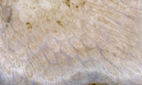 Agatized Fossil Coral Rock Slab 14