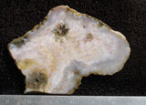 Agatized Fossil Coral Rock Slab 11