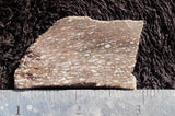 Dinosaur Bone Rock Slab 32