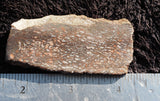 Dinosaur Bone Rock Slab 0301