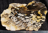 Petrified Peanut Wood Rock slab 11