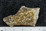 Leopard Skin Jasper Rock Slab 13